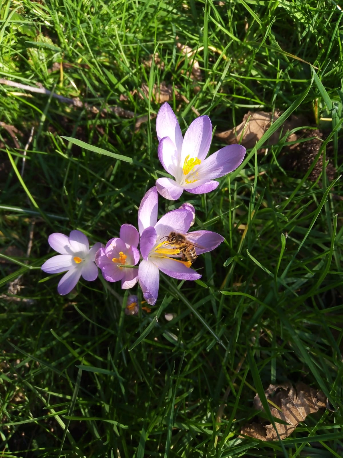 Bloemetje, bijtje